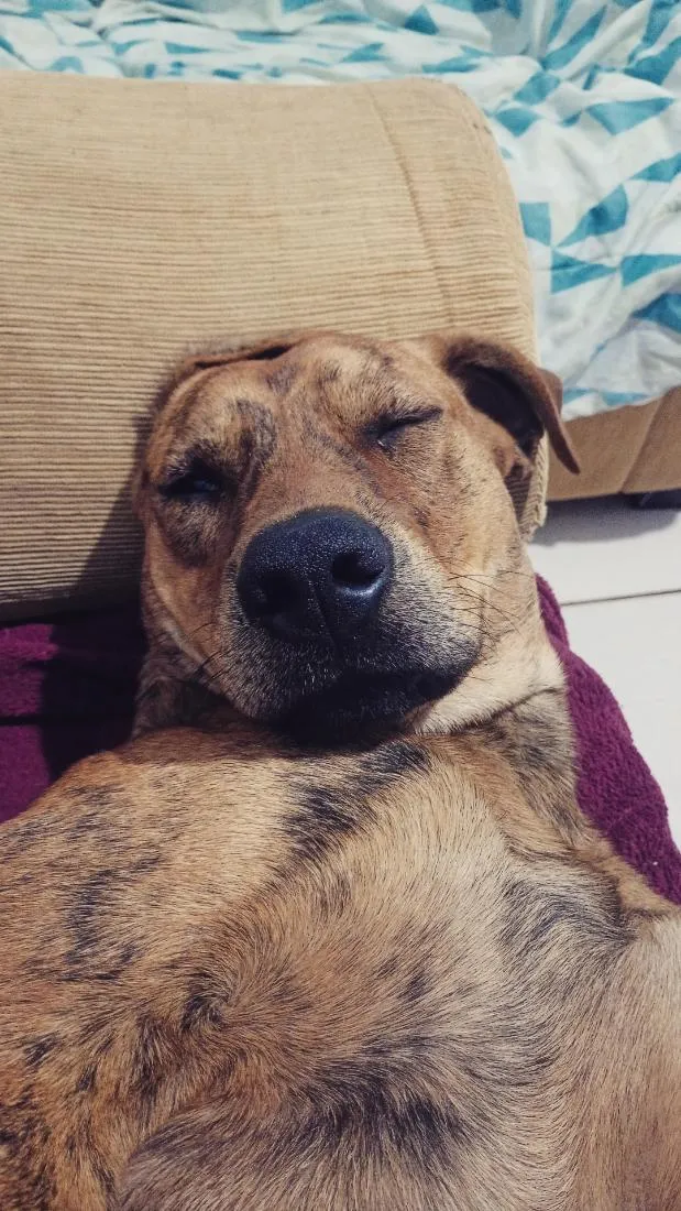 Cachorro raça SRD-ViraLata idade 2 anos nome Stella e Thorfim 