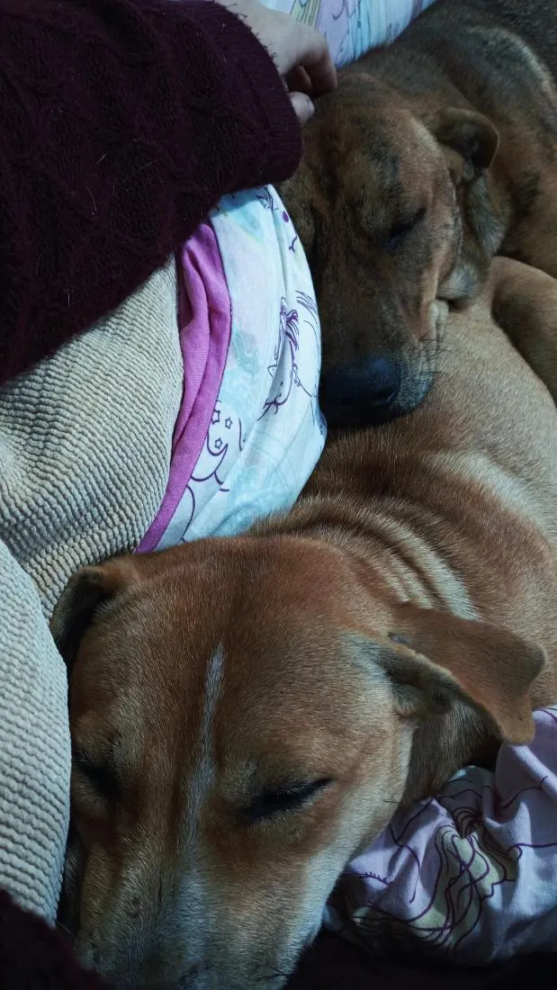 Cachorro raça SRD-ViraLata idade 2 anos nome Stella e Thorfim 