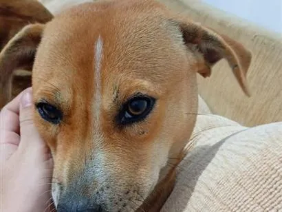 Cachorro raça SRD-ViraLata idade 2 anos nome Stella e Thorfim 