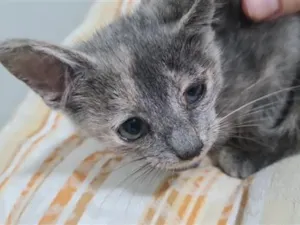 Gato raça SRD-ViraLata idade Abaixo de 2 meses nome sharlene shakira