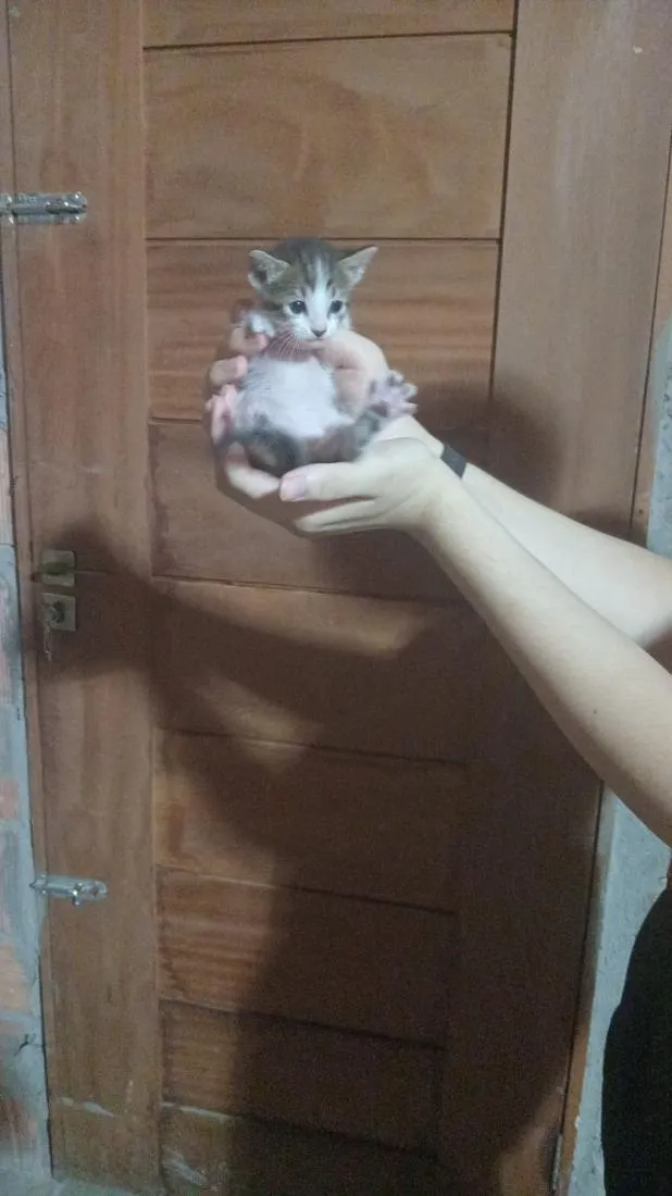 Gato raça SRD-ViraLata idade 2 a 6 meses nome Bebel