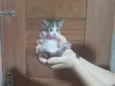Bebel