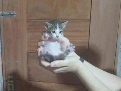 Gato raça SRD-ViraLata idade 2 a 6 meses nome Bebel
