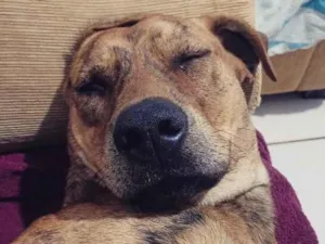 Cachorro raça SRD-ViraLata idade 2 anos nome Stella e Thorfim 