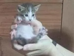Gato raça SRD-ViraLata idade 2 a 6 meses nome Bebel