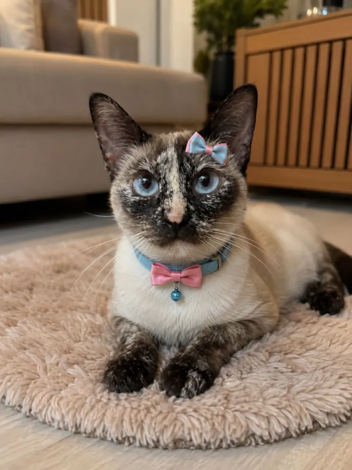 Gato raça Siamês idade 7 a 11 meses nome Lunna