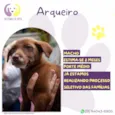 Arqueiro