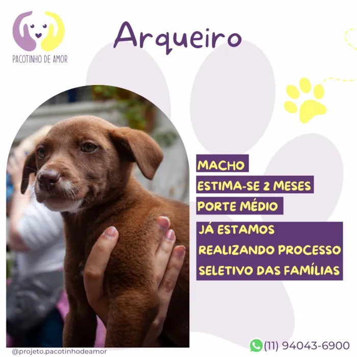 Cachorro raça SRD-ViraLata idade 2 a 6 meses nome Arqueiro