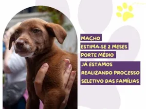 Cachorro raça SRD-ViraLata idade 2 a 6 meses nome Arqueiro