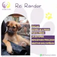 Rei Randor