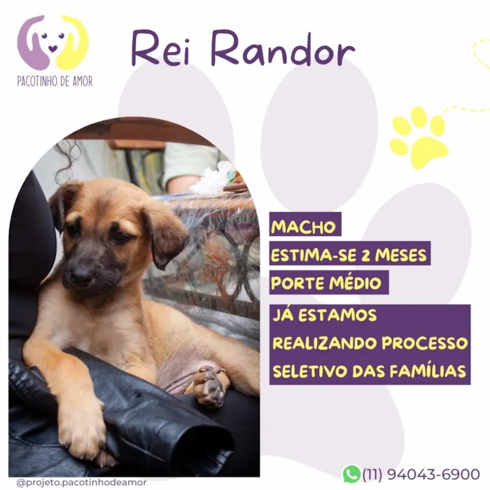 Cachorro raça SRD-ViraLata idade 2 a 6 meses nome Rei Randor