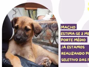 Cachorro raça SRD-ViraLata idade 2 a 6 meses nome Rei Randor
