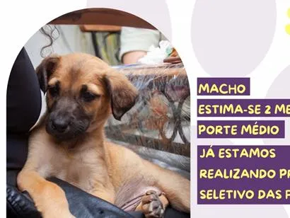Cachorro raça SRD-ViraLata idade 2 a 6 meses nome Rei Randor