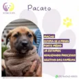Pacato