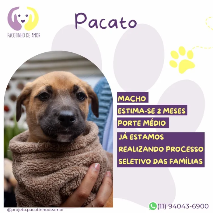 Cachorro raça SRD-ViraLata idade 2 a 6 meses nome Pacato