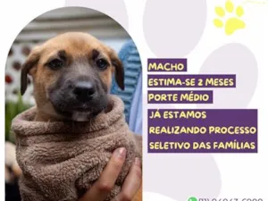 Cachorro raça SRD-ViraLata idade 2 a 6 meses nome Pacato
