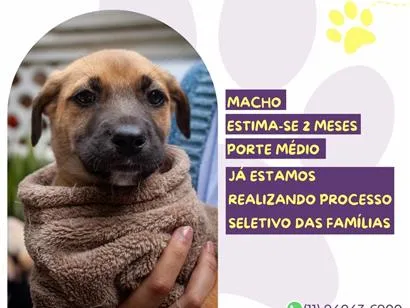 Cachorro raça SRD-ViraLata idade 2 a 6 meses nome Pacato