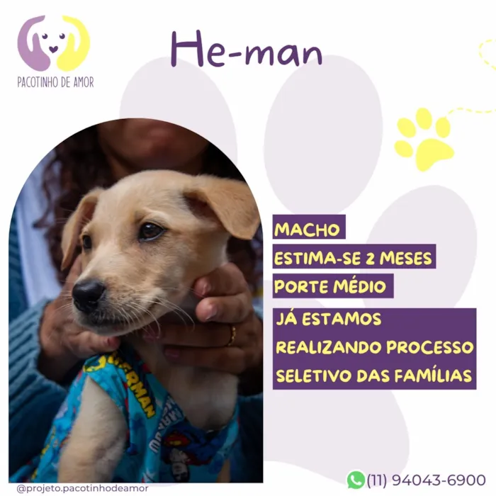 Cachorro raça SRD-ViraLata idade 2 a 6 meses nome He-man