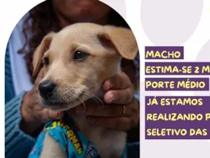 Cachorro raça SRD-ViraLata idade 2 a 6 meses nome He-man