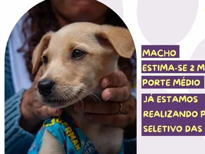 Cachorro raça SRD-ViraLata idade 2 a 6 meses nome He-man