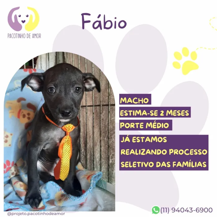 Cachorro raça SRD-ViraLata idade 2 a 6 meses nome Fábio