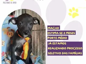 Cachorro raça SRD-ViraLata idade 2 a 6 meses nome Fábio