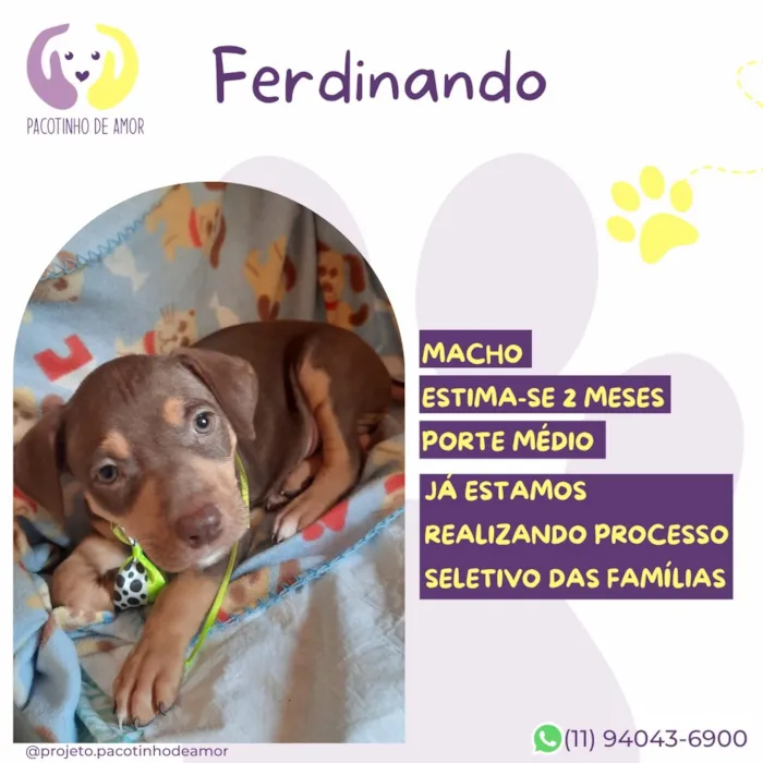 Cachorro raça SRD-ViraLata idade 2 a 6 meses nome Fernando