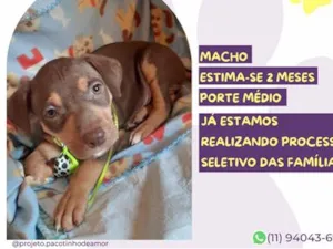 Cachorro raça SRD-ViraLata idade 2 a 6 meses nome Fernando