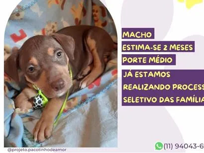 Cachorro raça SRD-ViraLata idade 2 a 6 meses nome Fernando