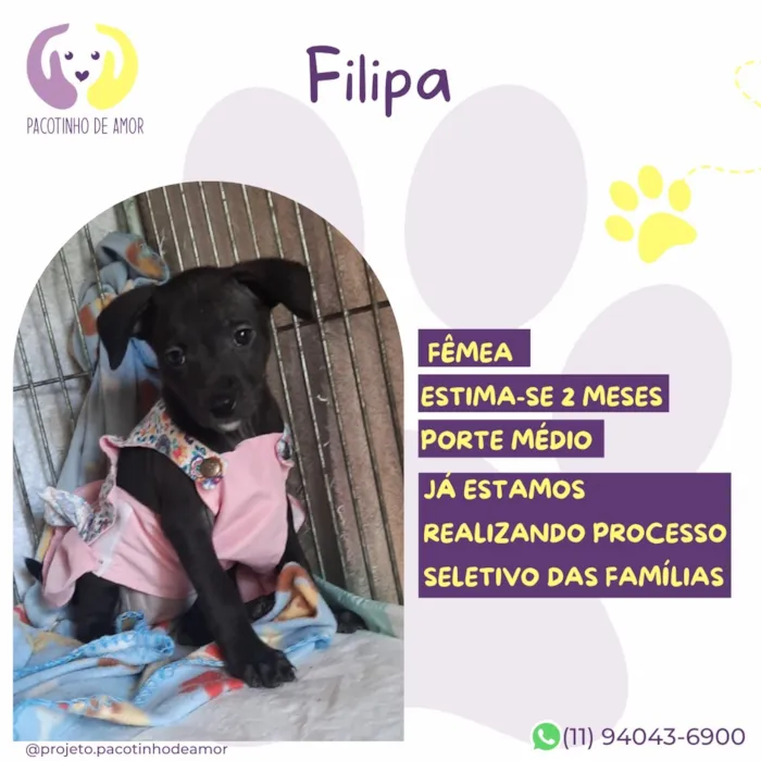 Cachorro raça SRD-ViraLata idade 2 a 6 meses nome Filipa