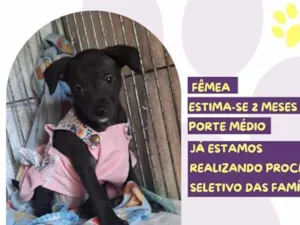 Cachorro raça SRD-ViraLata idade 2 a 6 meses nome Filipa