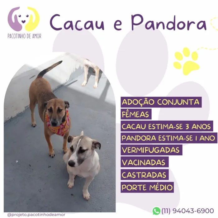 Cachorro raça SRD-ViraLata idade 3 anos nome Pandora