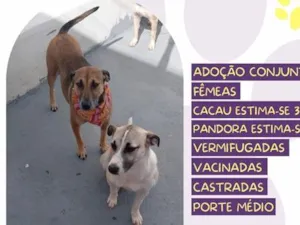 Cachorro raça SRD-ViraLata idade 3 anos nome Pandora