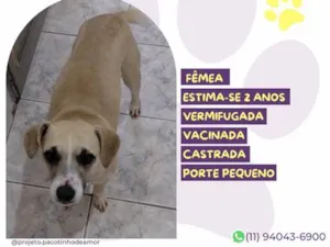 Cachorro raça SRD-ViraLata idade 2 anos nome Princesa