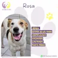 Rosa
