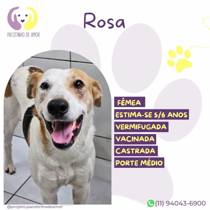 Cachorro raça SRD-ViraLata idade 6 ou mais anos nome Rosa