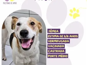 Cachorro raça SRD-ViraLata idade 6 ou mais anos nome Rosa