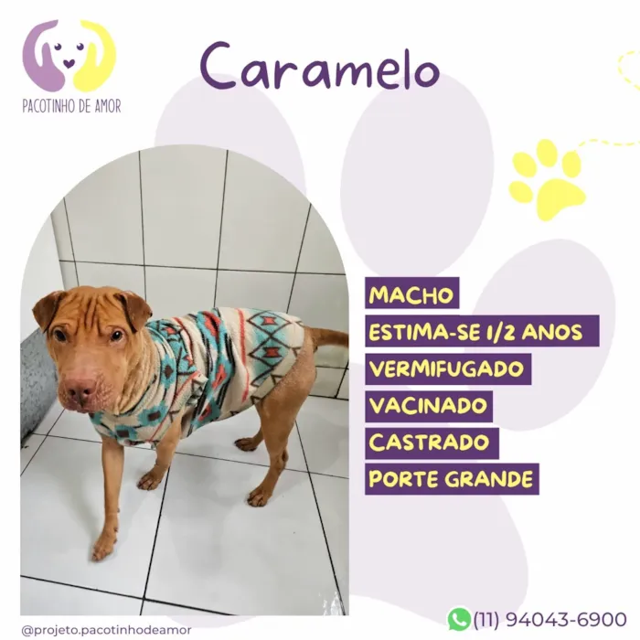 Cachorro raça SRD-ViraLata idade 2 anos nome Caramelo