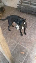 Vitorioso