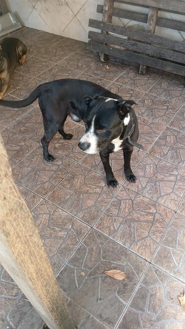 Cachorro raça Pit-Bull idade 5 anos nome Vitorioso