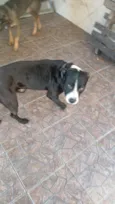Vitorioso