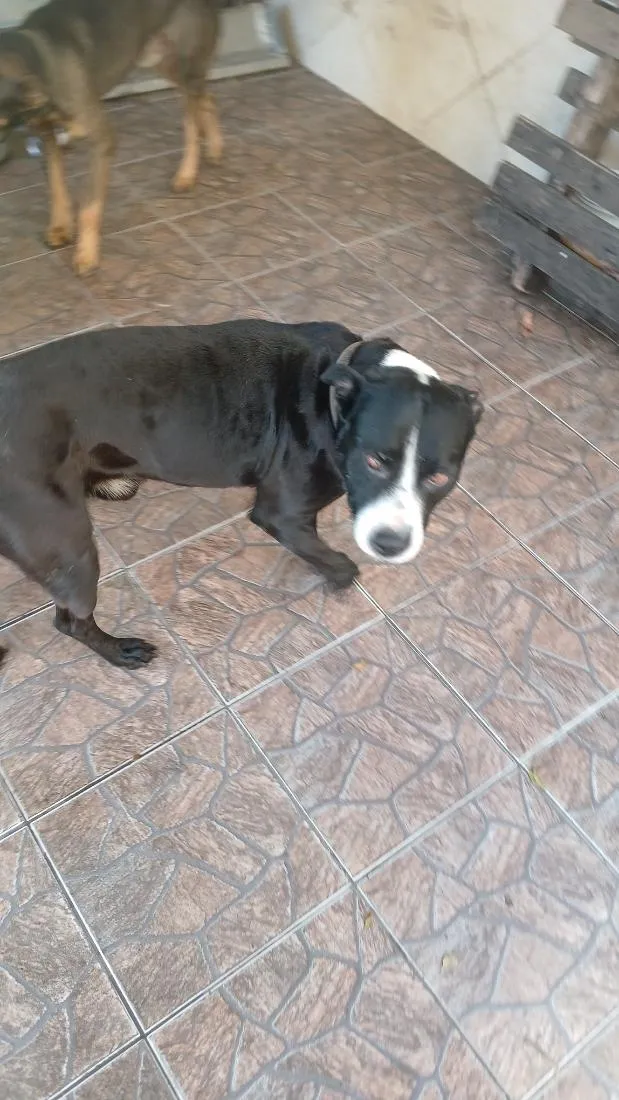 Cachorro raça Pit-Bull idade 5 anos nome Vitorioso