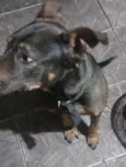 Brutus