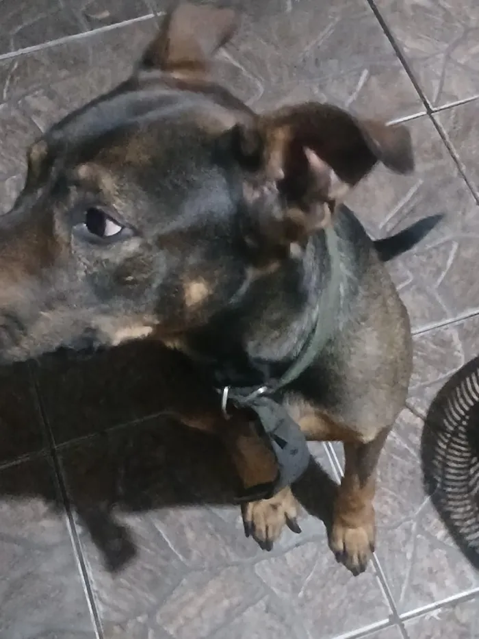 Cachorro raça Pit-Bull idade 6 ou mais anos nome Brutus