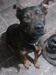 Brutus