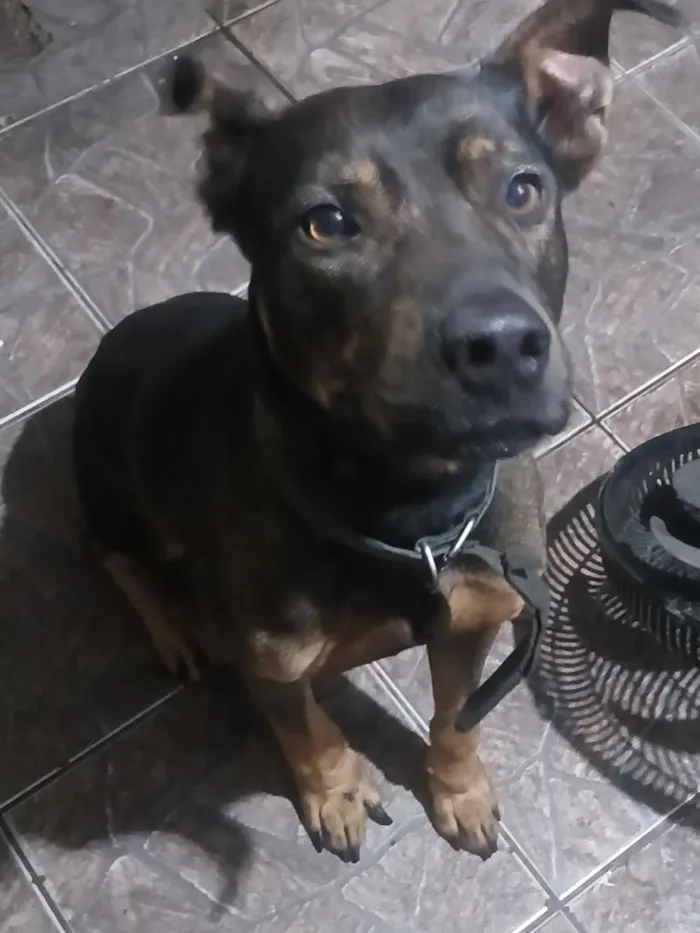 Cachorro raça Pit-Bull idade 6 ou mais anos nome Brutus