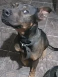 Brutus