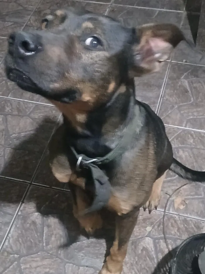 Cachorro raça Pit-Bull idade 6 ou mais anos nome Brutus