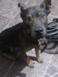 Brutus