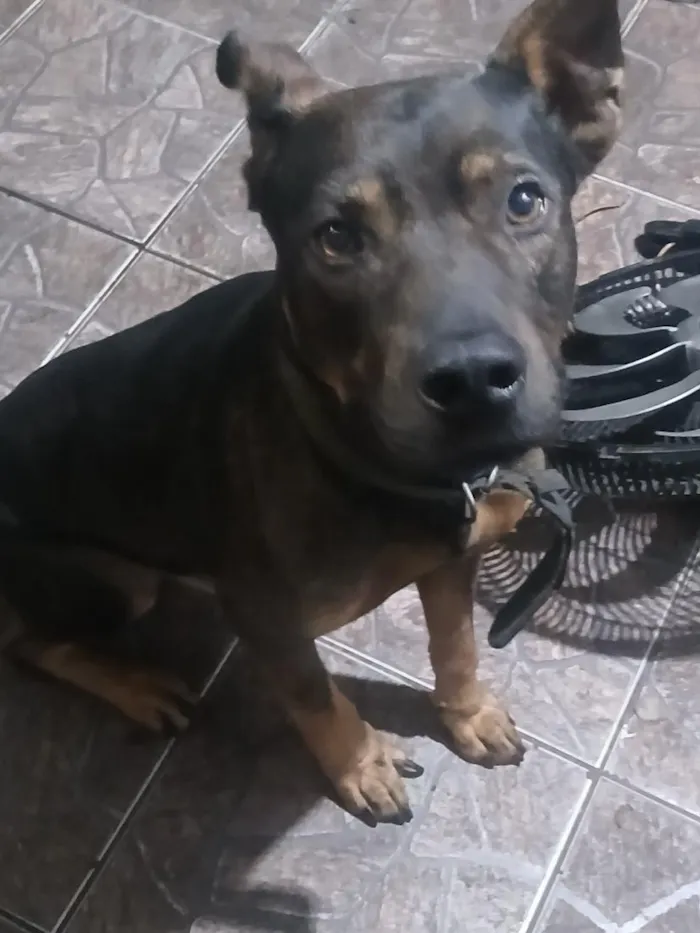 Cachorro raça Pit-Bull idade 6 ou mais anos nome Brutus